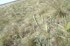 Dianthus leptopetalus
