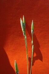 Dianthus leptopetalus