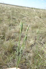Dianthus leptopetalus