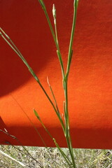 Dianthus leptopetalus