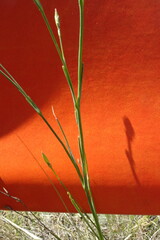 Dianthus leptopetalus