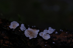 Crepidotus epibryus