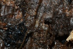 Carychium