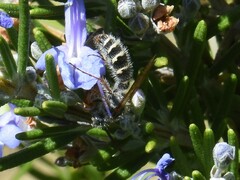 Colpa quinquecincta