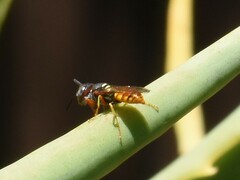 Philanthus triangulum