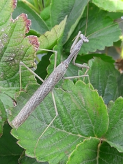Coptopteryx gayi