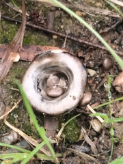 Cyathus olla