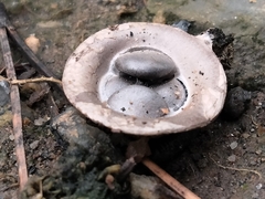 Cyathus olla