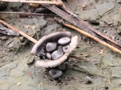 Cyathus olla