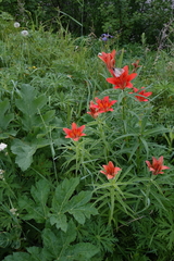 Lilium pensylvanicum