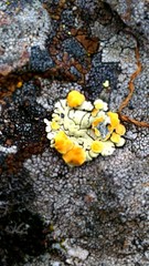 Rhizoplaca chrysoleuca