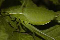 Isophya pyrenaea