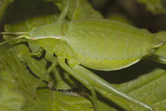 Isophya pyrenaea