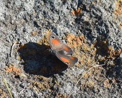 Stygionympha wichgrafi grisea