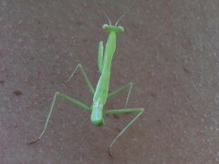 Miomantis caffra