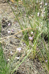 Astragalus tenuifolius