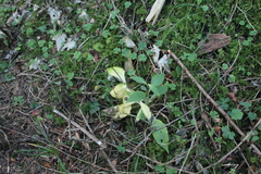 Knautia dipsacifolia