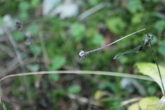 Knautia dipsacifolia