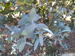 Eucalyptus cinerea