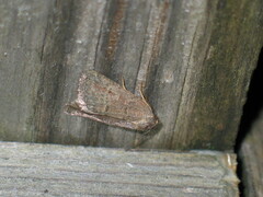Acosmetia caliginosa