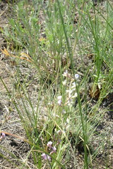 Astragalus tenuifolius