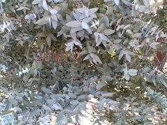 Eucalyptus cinerea