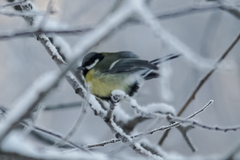 Parus major