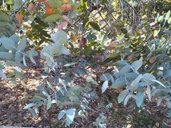 Eucalyptus cinerea
