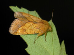 Pyrrhia umbra