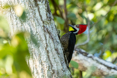 Campephilus melanoleucos