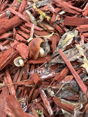 Leratiomyces ceres