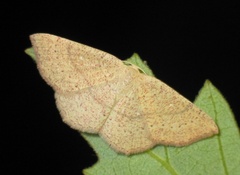 Cyclophora ruficiliaria