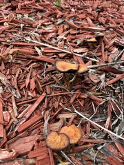 Leratiomyces ceres
