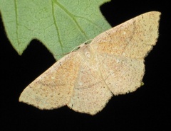 Cyclophora ruficiliaria