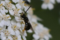 Halictidae