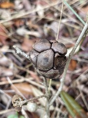 Disholcaspis quercusvirens