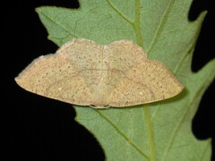Cyclophora ruficiliaria