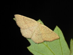 Cyclophora ruficiliaria