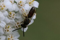 Halictidae