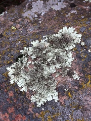 Xanthoparmelia stenophylla