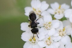 Hylaeus