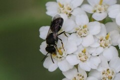 Hylaeus