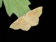 Cyclophora ruficiliaria