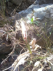 Asclepias angustifolia