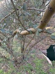 Ceanothus integerrimus