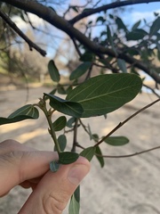 Ceanothus integerrimus