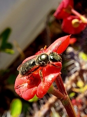 Lasioglossum viride