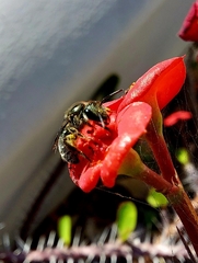 Lasioglossum viride
