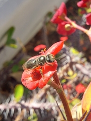 Lasioglossum viride