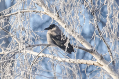 Corvus cornix